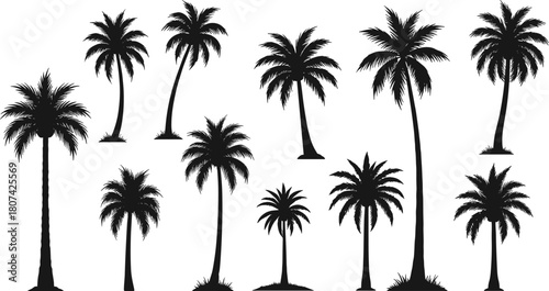 Palm tree silhouettes, tropical vector, black illustration, nature icons, curved trunks, frond shapes, beach vibe, minimal design, exotic foliage, graphic set