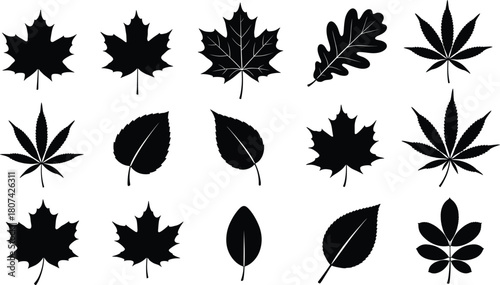 Leaf silhouettes, botanical icons, black vector, nature design, foliage shapes, minimal style, graphic set, plant elements, tree leaves