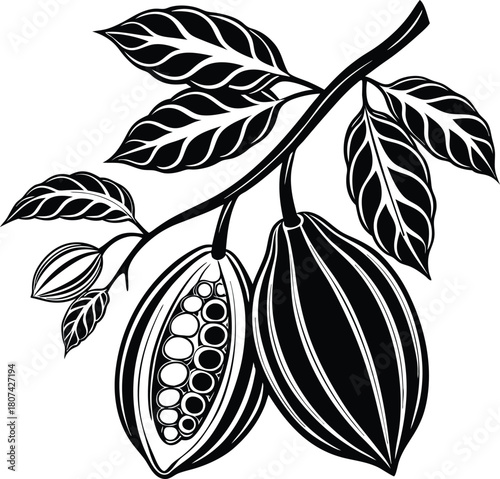 Black and white illustration of cocoa pods and leaves on a branch cacao bean