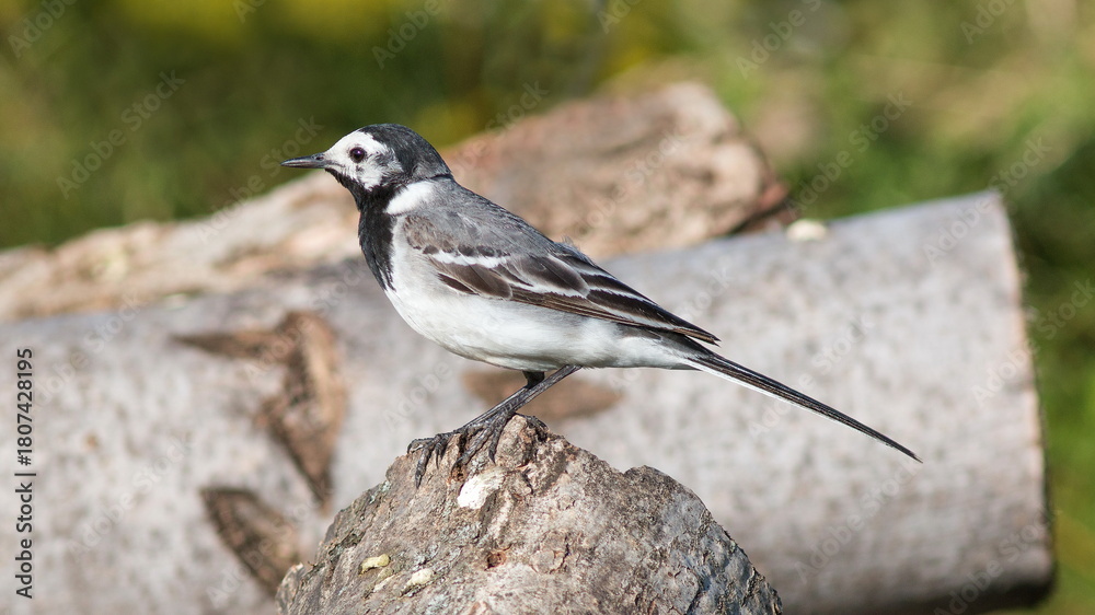Obraz premium black capped kingfisher