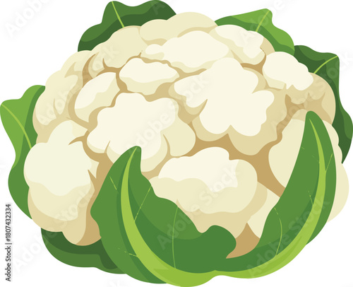vector illustration of cauliflower isolated on white background