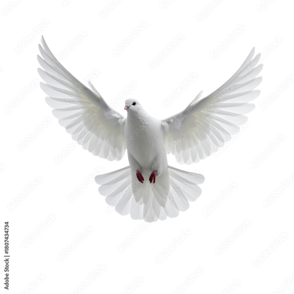 Obraz premium white dove flying on the transparent background