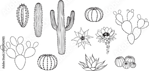Detailed set of black and white line art vector illustrations of various potted cactus and succulent plants, botanical doodle collection