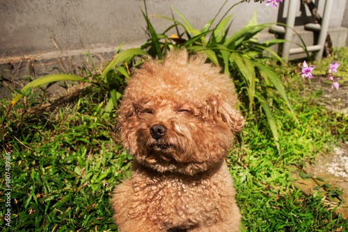 Cute red toy poodle puppy sitting and closing its eyes in a green grass, dazzled by sunlight