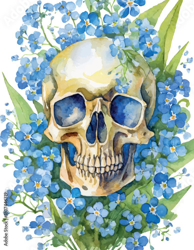 White skull in a wreath of blue forget-me-not flowers, watercolor work.