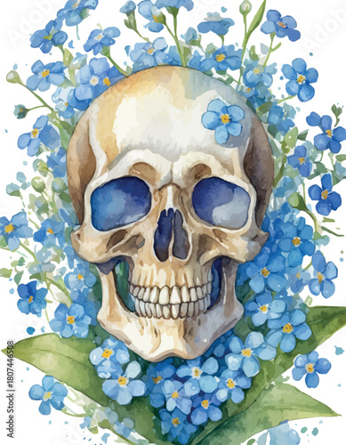 White skull in a wreath of blue forget-me-not flowers, watercolor work.