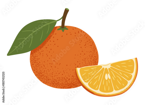A realistic hand‑drawn vector illustration of a fresh ripe yuzu, a yellow Japanese citrus fruit, shown both whole and cut in half, rendered in a vintage style on a white background