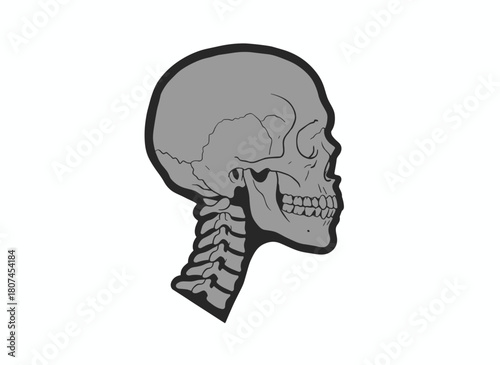 Side-view X-ray of the skull, a monochrome flat cartoon illustration of the human skeletal system using modern medical radiography