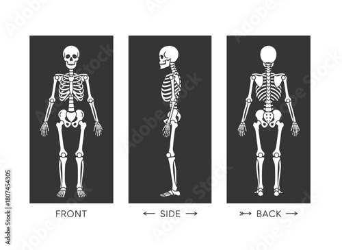 Realistic skeletons displayed against a gray backdrop from front, side, and rear angles, illustrating the human skeletal anatomy in vector form for educational or medical banners