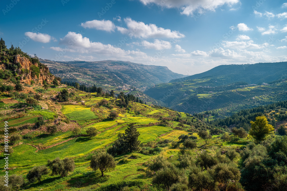 Naklejka premium The lush, vibrant landscapes of the West Bank hillsides, with abstract ancient olive groves and terraced fields under a clear sky.
