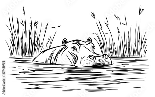 Hippopotamus Submerged in Marshy River – Wild Animal Vector Sketch
