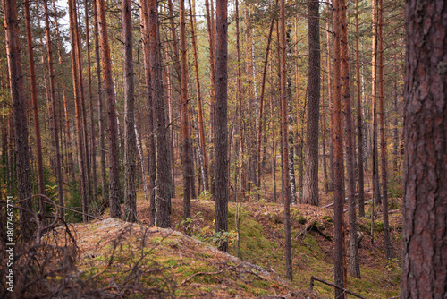 A dark, eerie autumn forest is shrouded in fog. The leaves display vibrant fall colors, and the atmosphere is cold and damp. A pathway winds through the nearly dark, spooky woods.