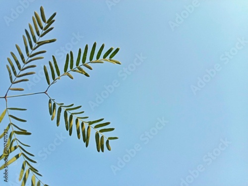 Photos Neltuma glandulosa or Procopius glandulosa torr leaves pattern or honey mesquite