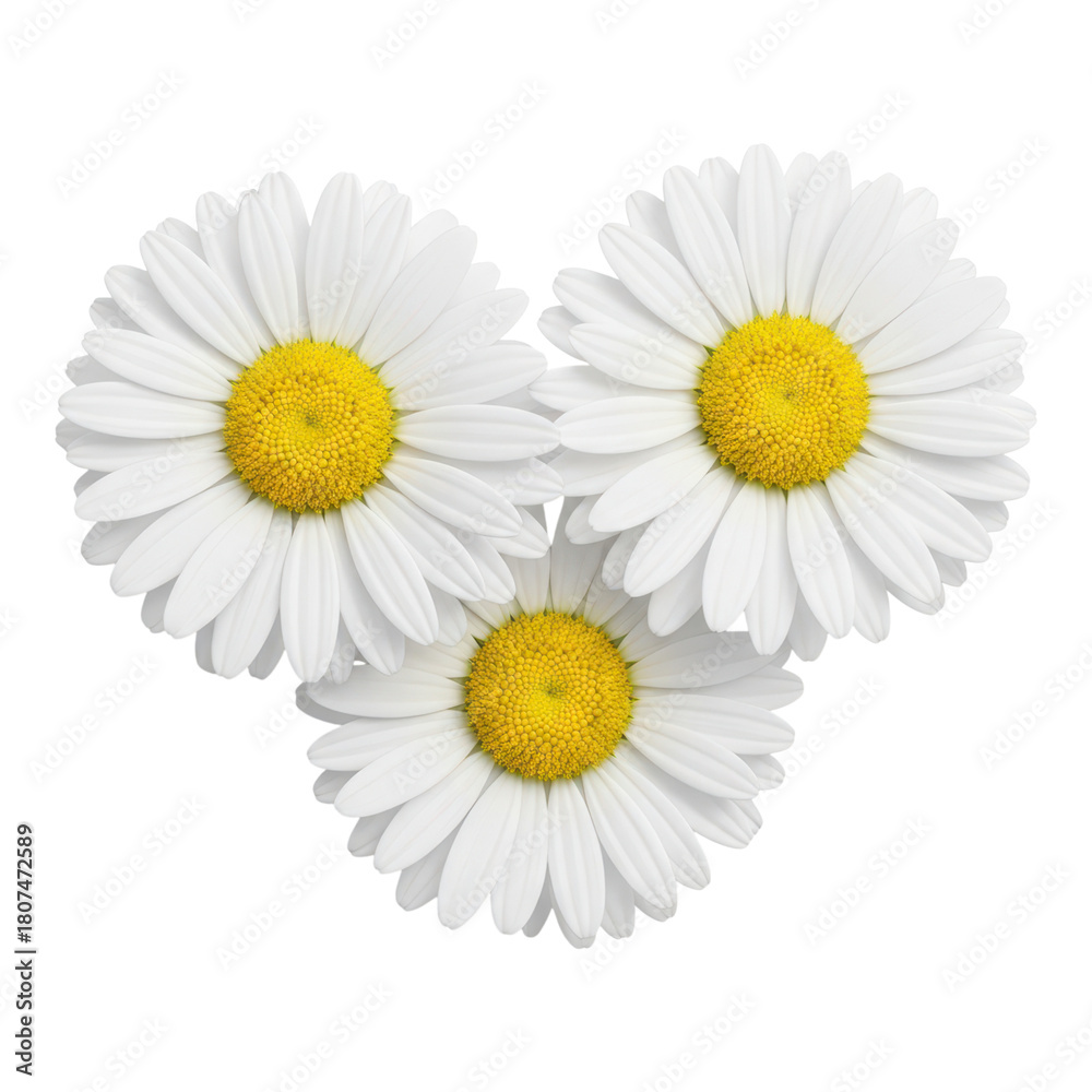 Obraz premium Three white daisy flowers isolated on transparent background, a beautiful blossom