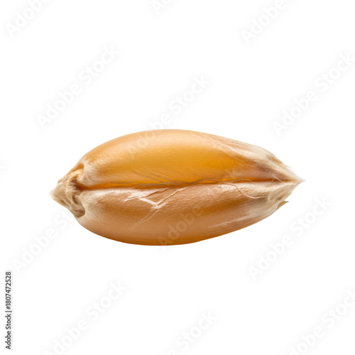 Single wheat grain isolated on transparent background