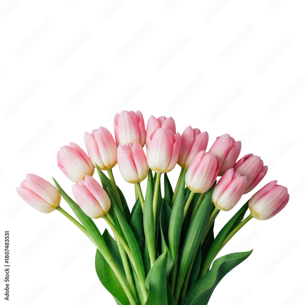 Fototapeta premium Beautiful bouquet of pink tulips isolated on transparent background in full bloom