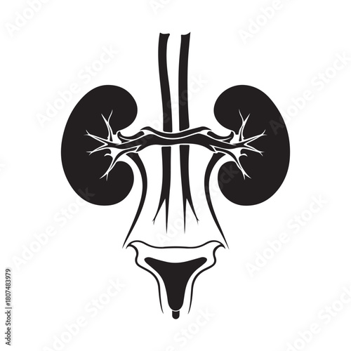 Human Kidney Anatomy Silhouette Icon – Medical Organ Vector for Healthcare, Anatomy Education, and Infographic Designs