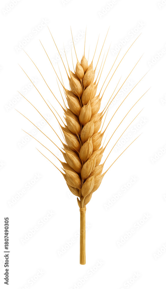 Obraz premium Whole wheat head featuring several spikelets and a central stem.