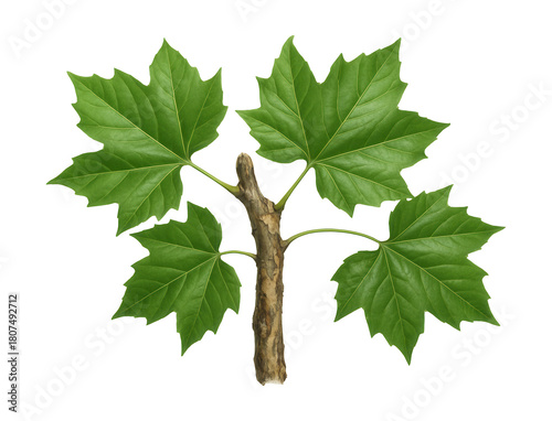 Sycamore branch featuring wide leaves and textured, peeling bark.