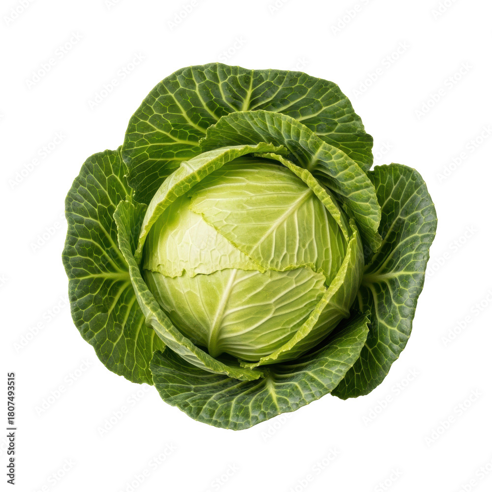 Fototapeta premium Fresh green cabbage, vibrant outer leaves, pale inner core, dewy texture, isolated on transparent background with copy space, top-down view, soft studio light. Concept of organic freshness and healthy