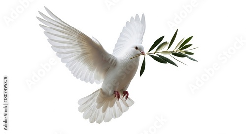 Side View of White Dove Carrying Green Olive Leaf Isolated on White