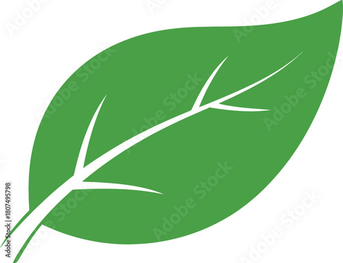 Green leaf icon symbolizing nature growth eco-friendly organic renewable energy and environmental protection concepts isolated on white background