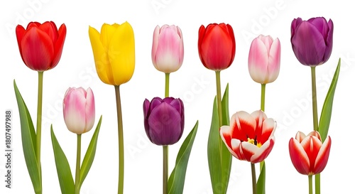 A vibrant collection of tulips in various colors, including red, yellow, pink, and purple, isolated on white background, creating a cheerful and springlike display