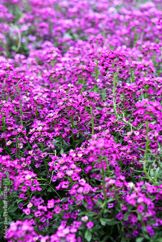 Lobularia blooms on a flower bed