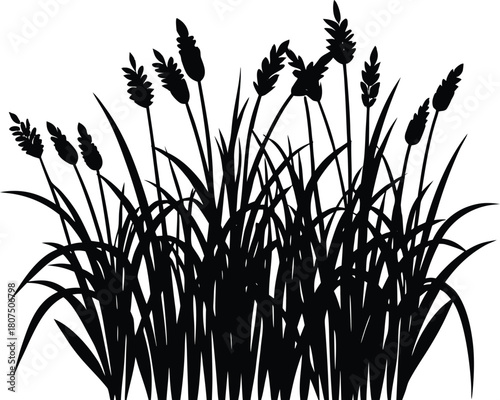 mid height meadow grass silhouette.eps