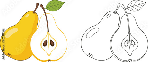 Yellow Pear Fruit Vector Illustration Set Showing Whole and Cross Section for Food Graphics and Kids Coloring Book Design