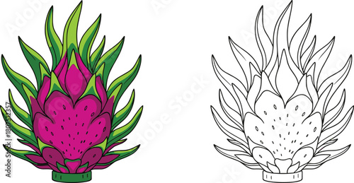 Exotic Dragon Fruit Vector Illustration Set with Vibrant Colored Image and Detailed Outline for Tropical Food and Coloring Book