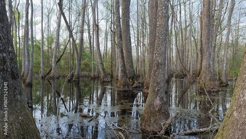 Scenic View of Flooded Wetland Forest in Southern USA, Mississippi