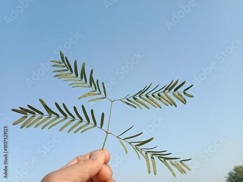 Neltuma glandulosa or Procopius glandulosa torr leaves pattern or honey mesquite plant leaves pattern 