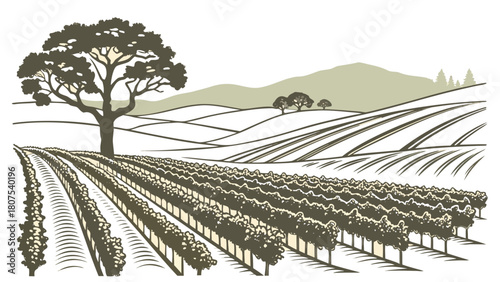 Napa Valley vineyard minimal illustration