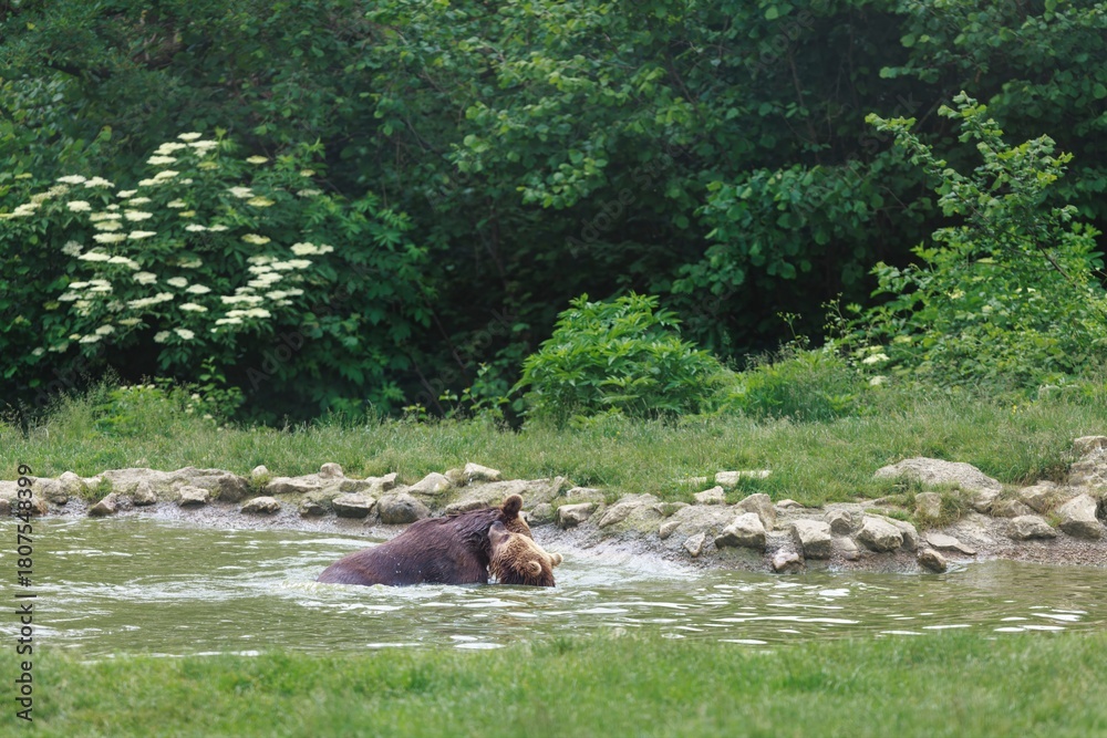 Fototapeta premium A brown Bear fully submerged in the water with only its head visible. The pond is surrounded by a rocky edge and greenery. Tall trees and bushes fill the background on a bright sunny day