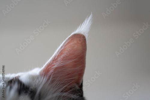 Maine Coon Cat Ear with Long Fluffy Tuft Close-Up