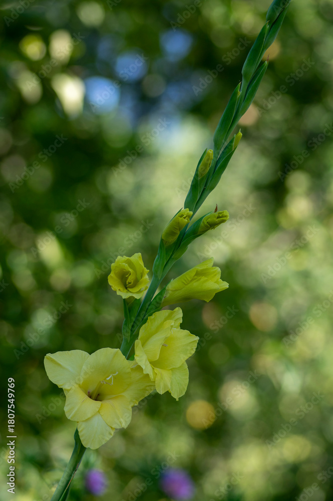 Obraz premium Gladiolus grandiflorus yellow big large flowers in bloom on tall stem, beautiful ornamental flowering bulbous plants