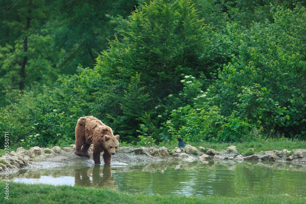 Obraz premium In a forested area, a brown bear wades into a small pond for a morning dip. The water reflects the surrounding trees, creating a peaceful, natural setting