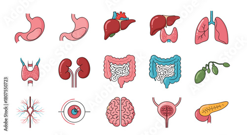 Detailed and comprehensive collection of various healthy internal human organs for medical education.