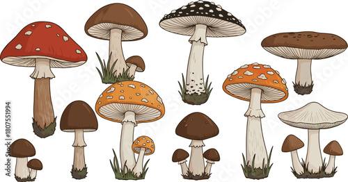 Set of hand drawn forest mushrooms and poisonous toadstools, colorful autumn nature collection, isolated flat vector illustration on white.
