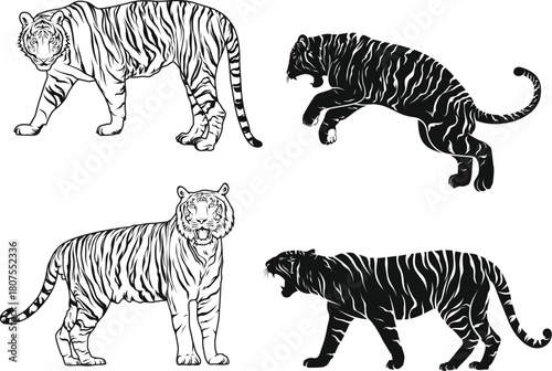 vector illustration of a cartoon tiger