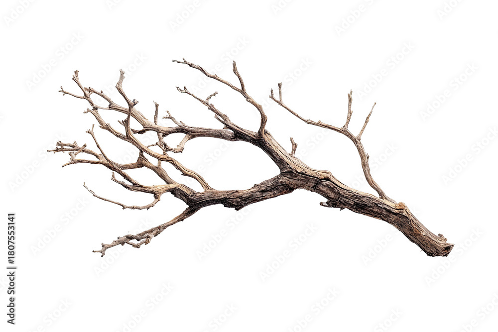 Fototapeta premium Dried branch, intricate, woody texture