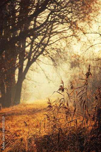 Golden Light on an Autumn Forest Path (Poland), nature background or wallpaper