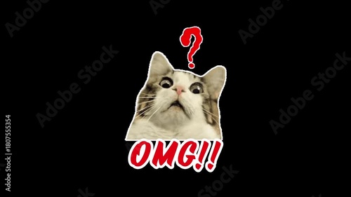 Funny surprised cat OMG reaction video with question mark meme expression on black background