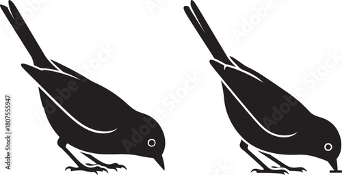 Two black birds foraging silhouette