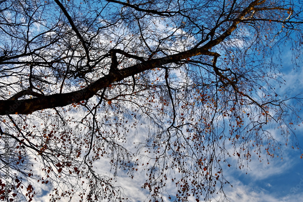 Obraz premium Autumn background