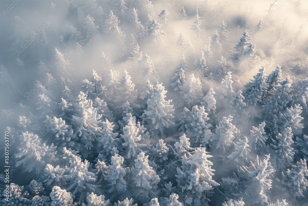 Obraz premium aerial view of serene winter forest with fog and hoarfrost