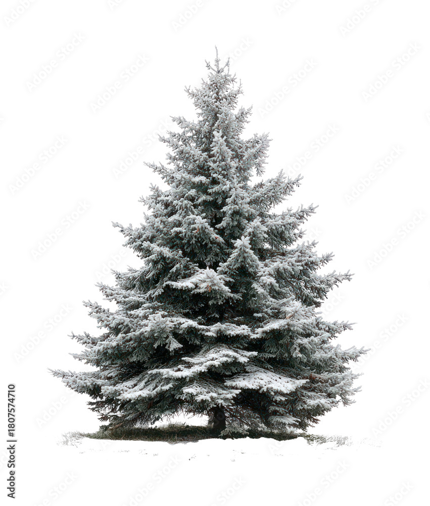 Obraz premium PNG Snow-covered evergreen tree outdoors.