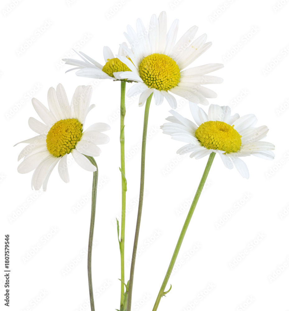 Fototapeta premium Anthemis blanche