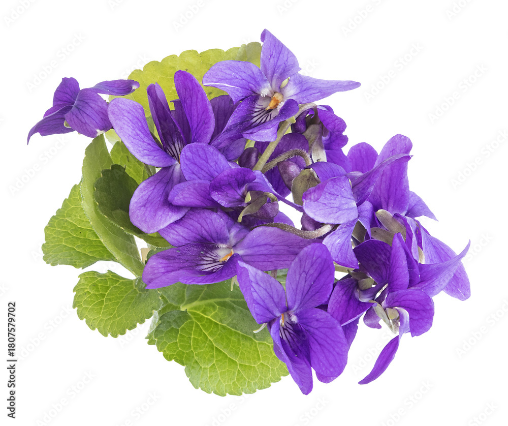 Fototapeta premium Bouquet de violettes